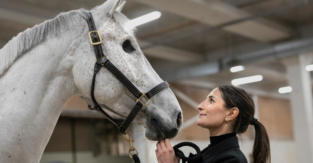 "Vi har på något sätt tagit varandra hit", säger Wilma Hellström om sin framgångar i hoppningens världscup med Cicci, som förlorat höger öga i en olycka. Hellström mot cupfinal med sin enögda vän