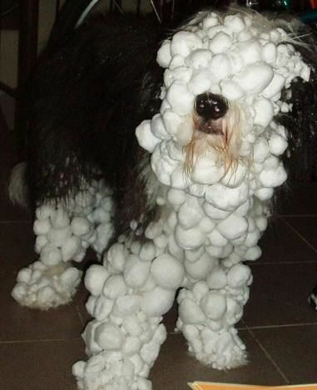 Via: <a href="http://viralstory.eu/28-naznaku-ze-je-venku-opravdu-kosa/" target="_blank">viralstory</a> 000881-dog-covered-in-snow-1