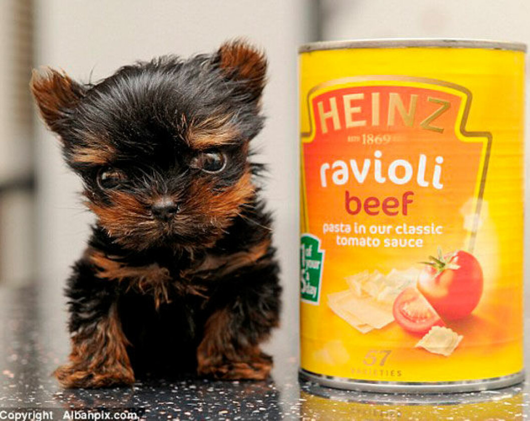Källa: <a href="http://www.dailymail.co.uk/news/article-2792616/is-smallest-puppy-world-tiny-yorkshire-terrier-weighs-small-potato-just-five-centimetres-tall.html" target="_blank" rel="noopener">dailymail.co.uk</a> 01