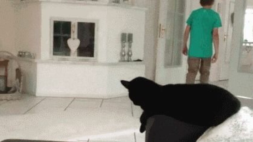 Via: <a href="http://giphy.com/gifs/high-five-cat-vnnoqBjIrJ73y" target="_blank">giphy.com</a> Via: giphy.com