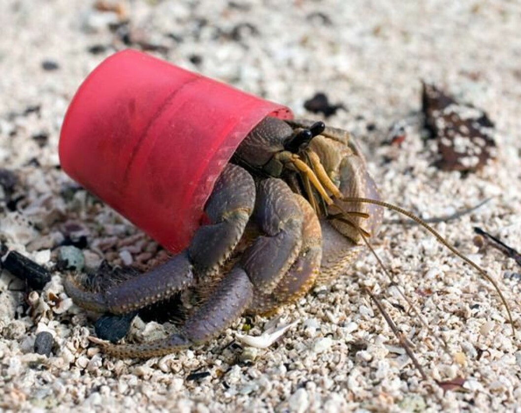 Den här röda plastkorken ska skydda mot fara. Foto: <a href="http://marinews.net/wp-content/uploads/2013/03/funny_hermit_crab_1.jpg" target="_blank">Marinews</a> Foto: Marinews