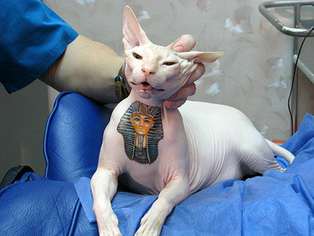 Via: <a href="http://blog.sfgate.com/pets/2010/01/06/tats-for-cats/" target="_blank">sfgate.com</a> Via: sfgate.com