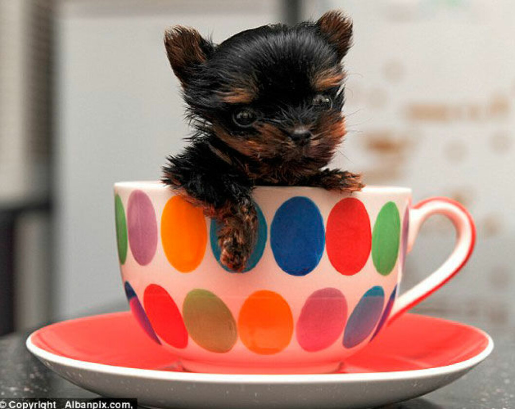 Källa: <a href="http://www.dailymail.co.uk/news/article-2792616/is-smallest-puppy-world-tiny-yorkshire-terrier-weighs-small-potato-just-five-centimetres-tall.html" target="_blank" rel="noopener">dailymail.co.uk</a> 02