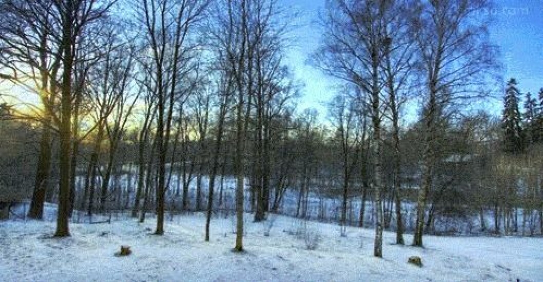Via: <a href="http://www.dailydot.com/entertainment/morning-gif-four-seasons-trees/" target="_blank">dailydot.com</a> Via: dailydot.com