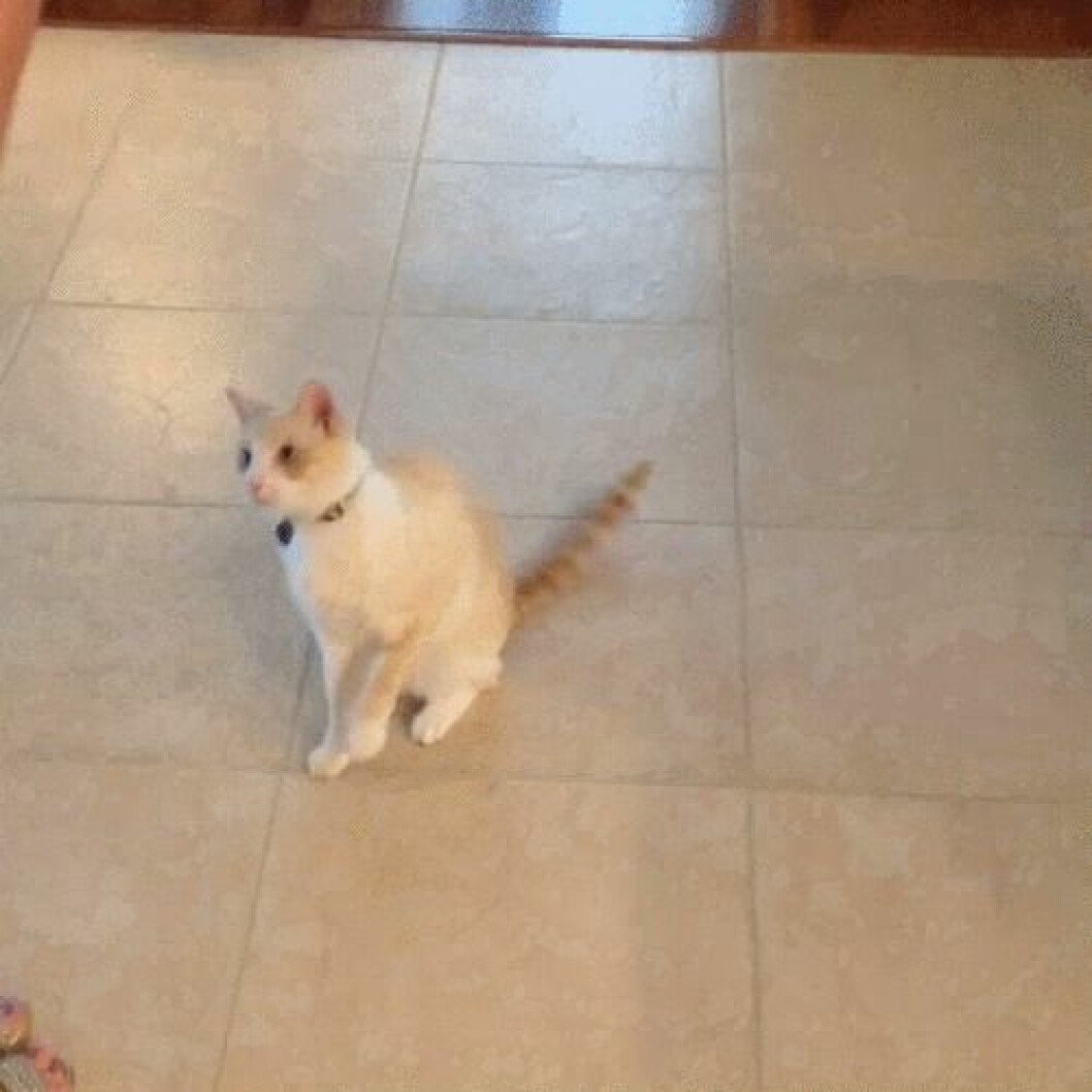 Via: <a href="http://giphy.com/gifs/high-five-cat-funny-PjRo6vL5m9212" target="_blank">giphy.com</a> Via: giphy.com