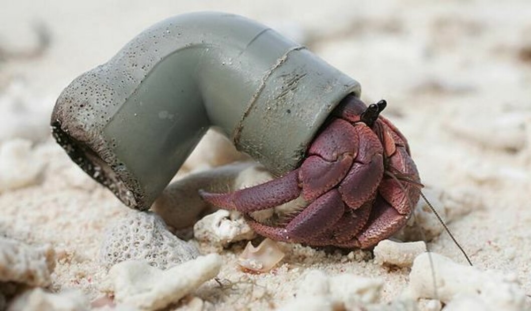 Numera är det inte ovanligt att plastskräp används istället för snäckskal. Foto: <a href="http://bestfunlive.com/22-hermit-crabs-funny-shells-58" target="_blank">Bestfunlive</a> Foto: Bestfunlive