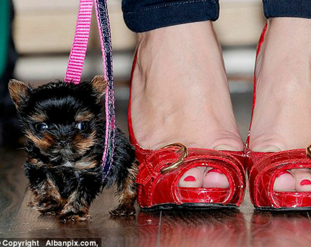 Källa: <a href="http://www.dailymail.co.uk/news/article-2792616/is-smallest-puppy-world-tiny-yorkshire-terrier-weighs-small-potato-just-five-centimetres-tall.html" target="_blank" rel="noopener">dailymail.co.uk</a> 03