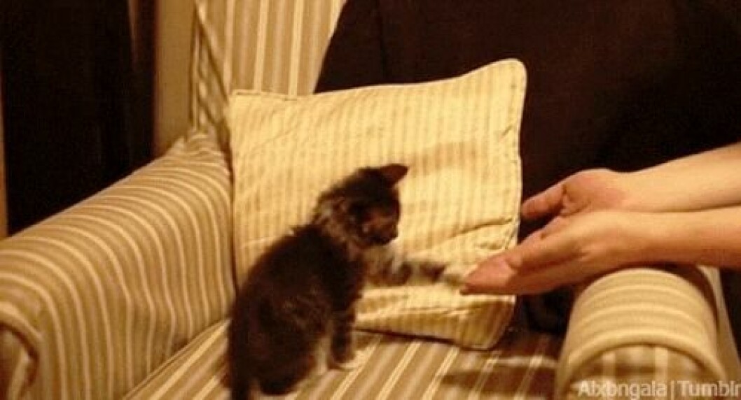Via: <a href="http://giphy.com/gifs/high-five-cat-kitten-BVBwCQJu1HR3W" target="_blank">giphy.com</a> Via: giphy.com