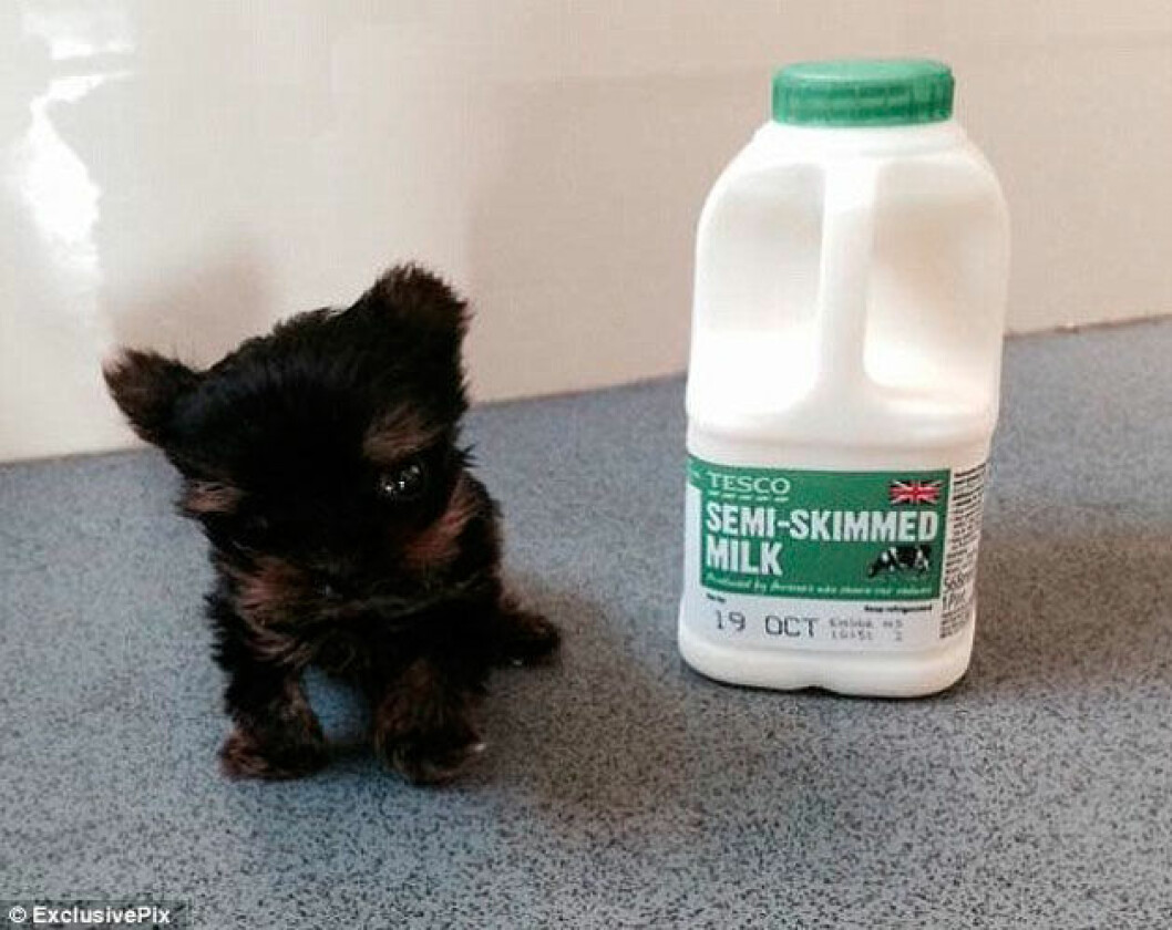 Källa: <a href="http://www.dailymail.co.uk/news/article-2792616/is-smallest-puppy-world-tiny-yorkshire-terrier-weighs-small-potato-just-five-centimetres-tall.html" target="_blank" rel="noopener">dailymail.co.uk</a> 04