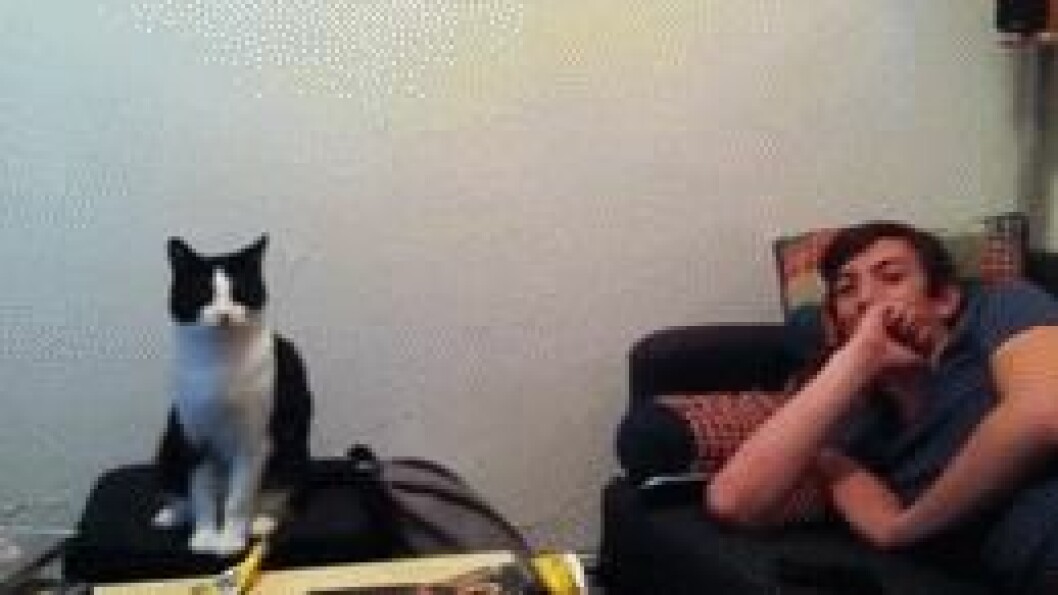 Via: <a href="http://giphy.com/gifs/high-five-cat-funny-fD2tbCl4snSi4" target="_blank">giphy.com</a> Via: giphy.com