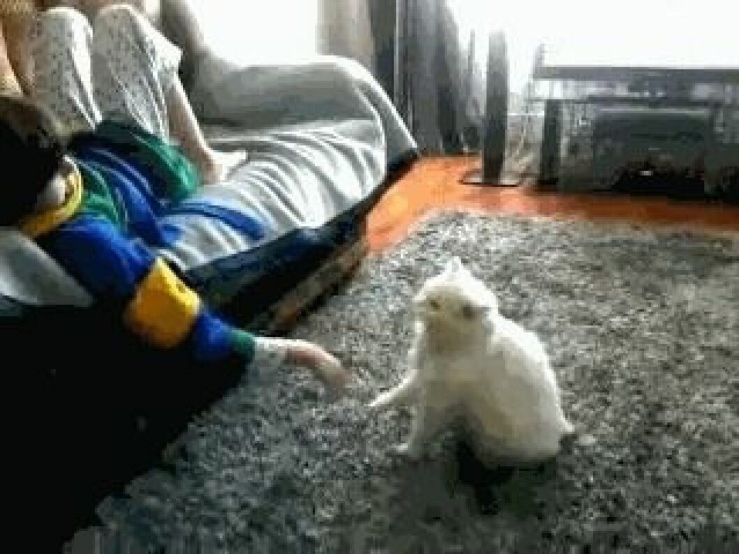 Via: <a href="http://giphy.com/gifs/high-five-cat-funny-kB1SLg09PHd0k" target="_blank">giphy.com</a> Via: giphy.com