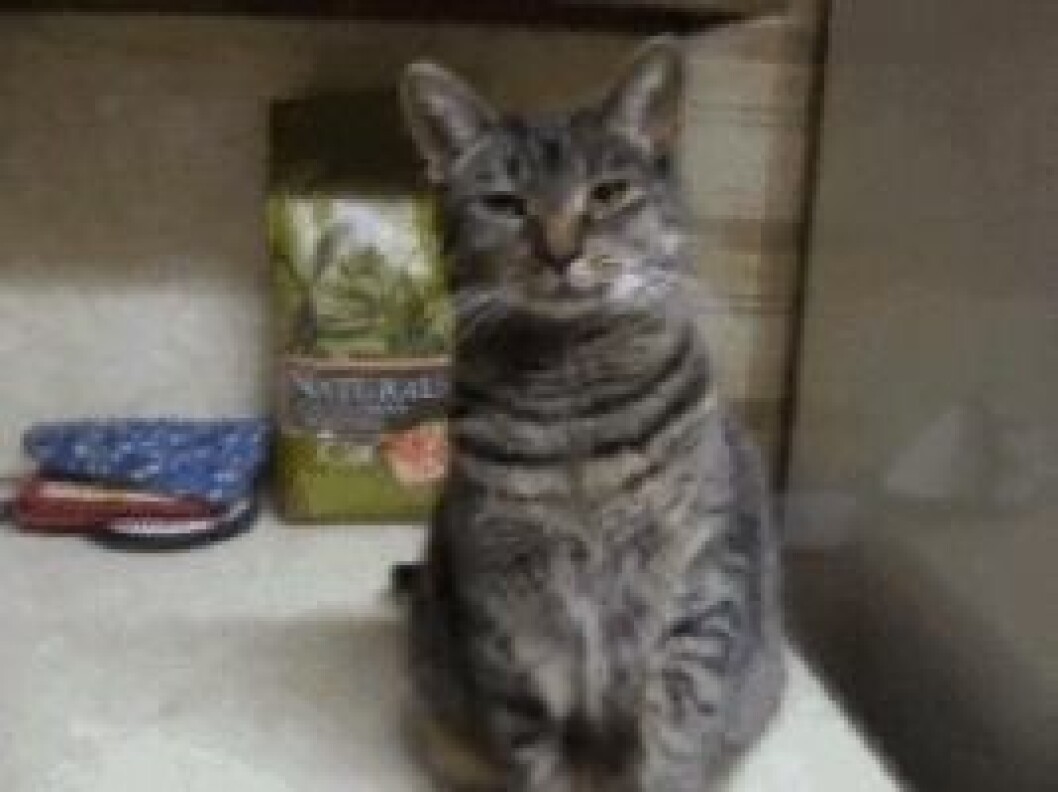 Via: <a href="http://giphy.com/gifs/high-five-cat-kitten-BVBwCQJu1HR3W" target="_blank">giphy.com</a> Via: giphy.com