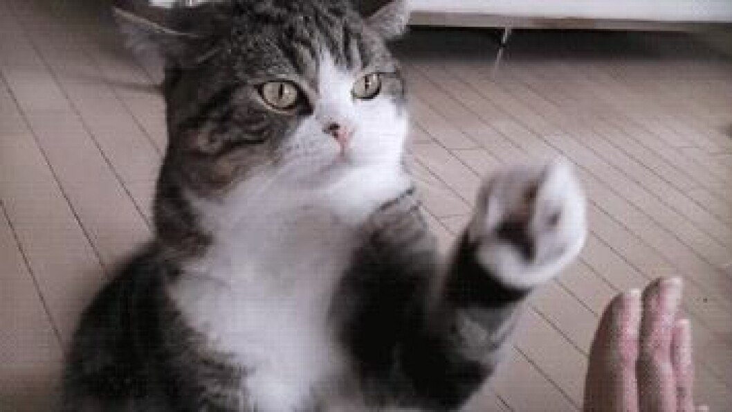 Via: <a href="http://giphy.com/gifs/cat-high-five-maru-VuwYcvElLOnuw" target="_blank">giphy.com</a> Via: giphy.com