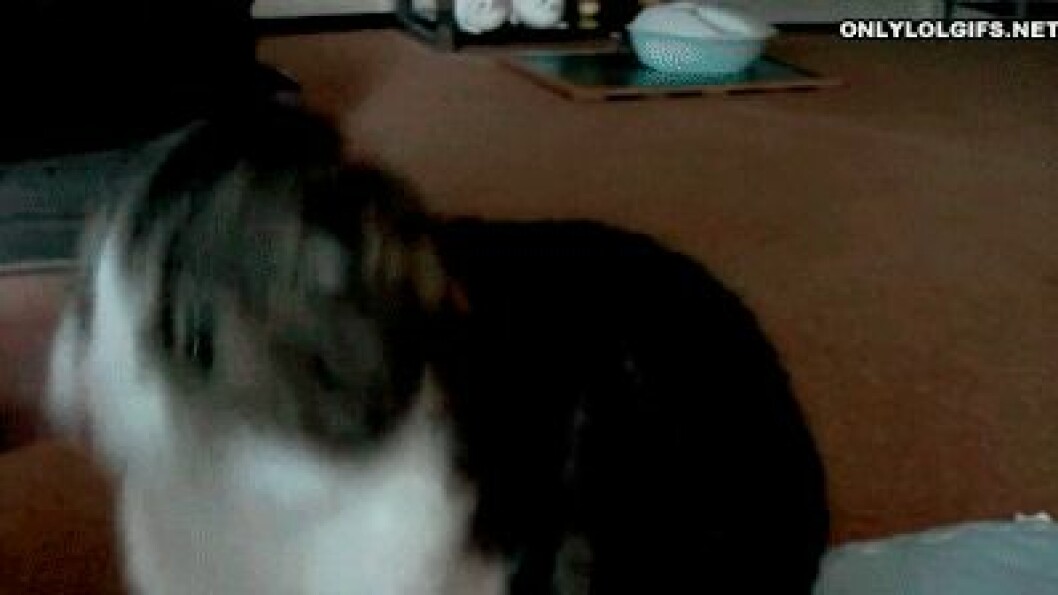 Via: <a href="http://giphy.com/gifs/cat-high-five-odopKMKXQnoNq" target="_blank">giphy.com</a> Via: giphy.com