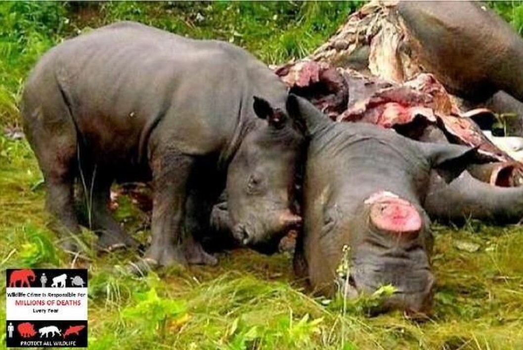 Bilden visar hur en noshörningsmamma, som fallit offer för jägare, sörjs av sin unge. Via: <a href="https://www.facebook.com/rickygervais/photos/a.211358748988486.1073741829.209390455851982/312431862214507/?type=1&theater" target="_blank" rel="noopener">Ricky Gervais</a> Via: Ricky Gervais