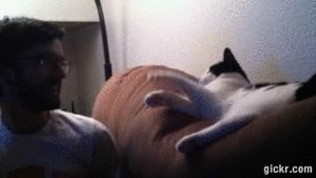 Via: <a href="http://giphy.com/gifs/cat-high-five-XmjU7VUtprqsU" target="_blank">giphy.com</a> Via: giphy.com