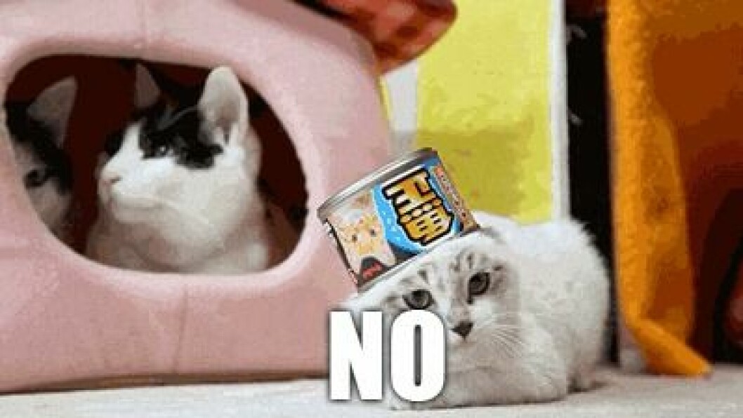 Via: <a href="http://giphy.com/gifs/cat-no-hell-ToMjGpLGVhXEOlP6mnS" target="_blank" rel="noopener">giphy.com</a> Via: giphy.com