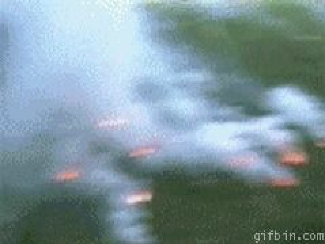 Via: <a href="http://www.gifbin.com/982852" target="_blank" rel="noopener">Gifbin</a> 1241026052_fireworks_launch_fail