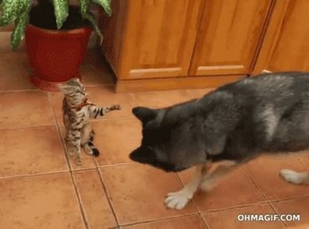 Via: <a href="http://giphy.com/gifs/cat-dog-kitten-QDQkofeEpiiMo" target="_blank">giphy.com</a> Via: giphy.com