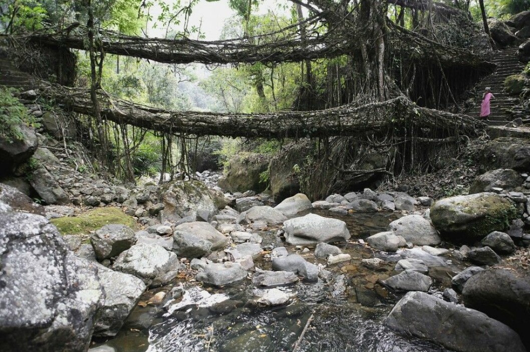 Det ihärdiga regnandet i Cherrapunji skapar dessa naturliga rotbroar. Foto: All Over Press The Living Root Bridge near Cherrapunji , Meghalaya , India PUBLICATIONxNOTxINxIND