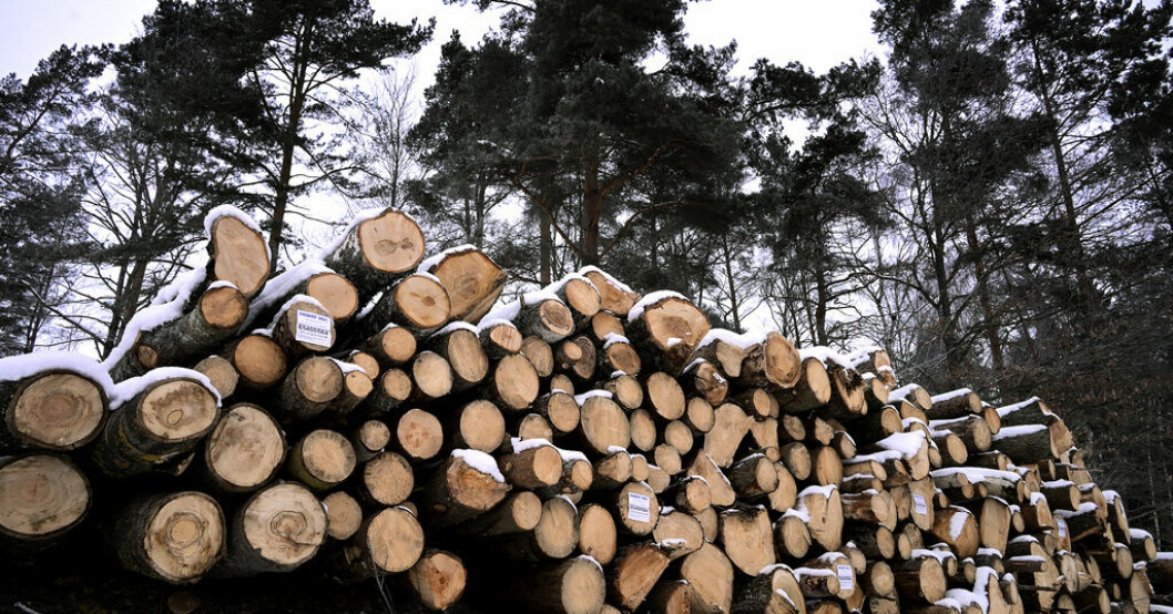 Skogsindustrin återanpassar sig efter rekordår