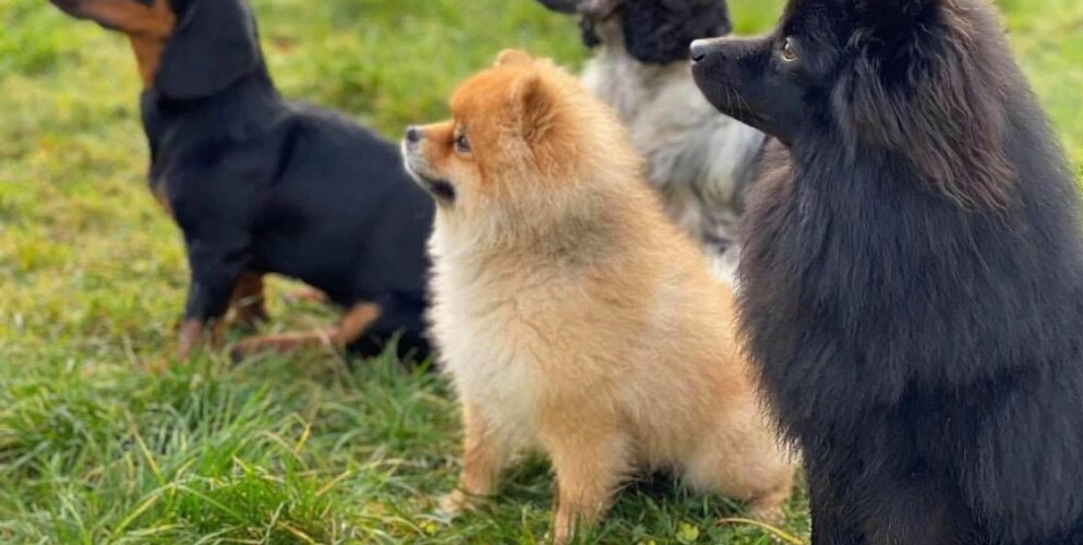 Kenzos vanliga hunddagis var sommarstängt. Så Kenzo var på ett provisoriskt hunddagis när en annan hund attackerade honom.