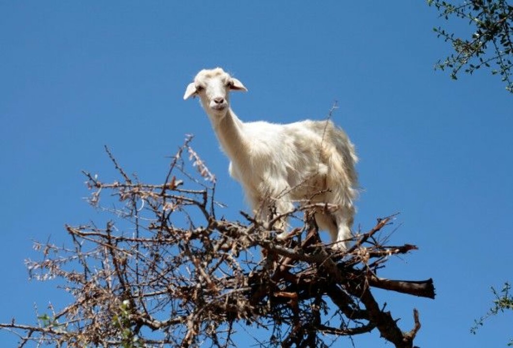 I sydvästra Marocko är getterna kungar av träden. Foto: Alamy 25-c3x1p4.jpg