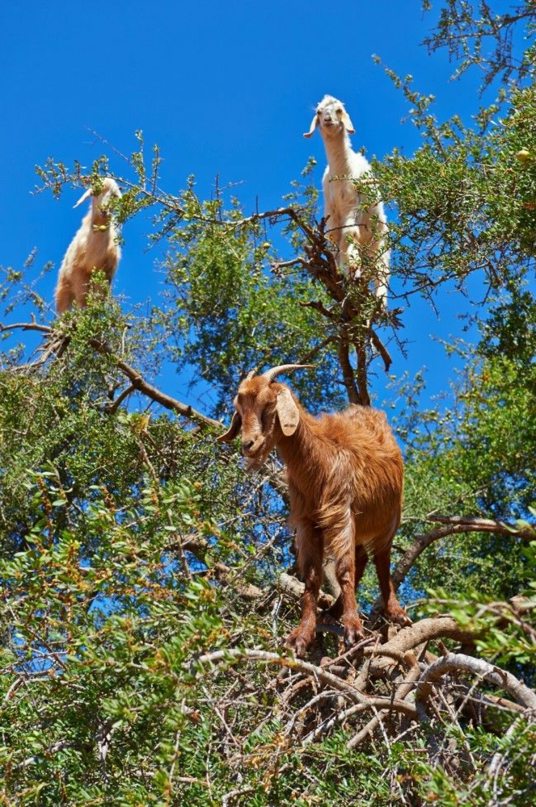 Det blir svårt för dem att hålla balansen om det blåser för mycket. Foto: Alamy 25-dxdw23.jpg