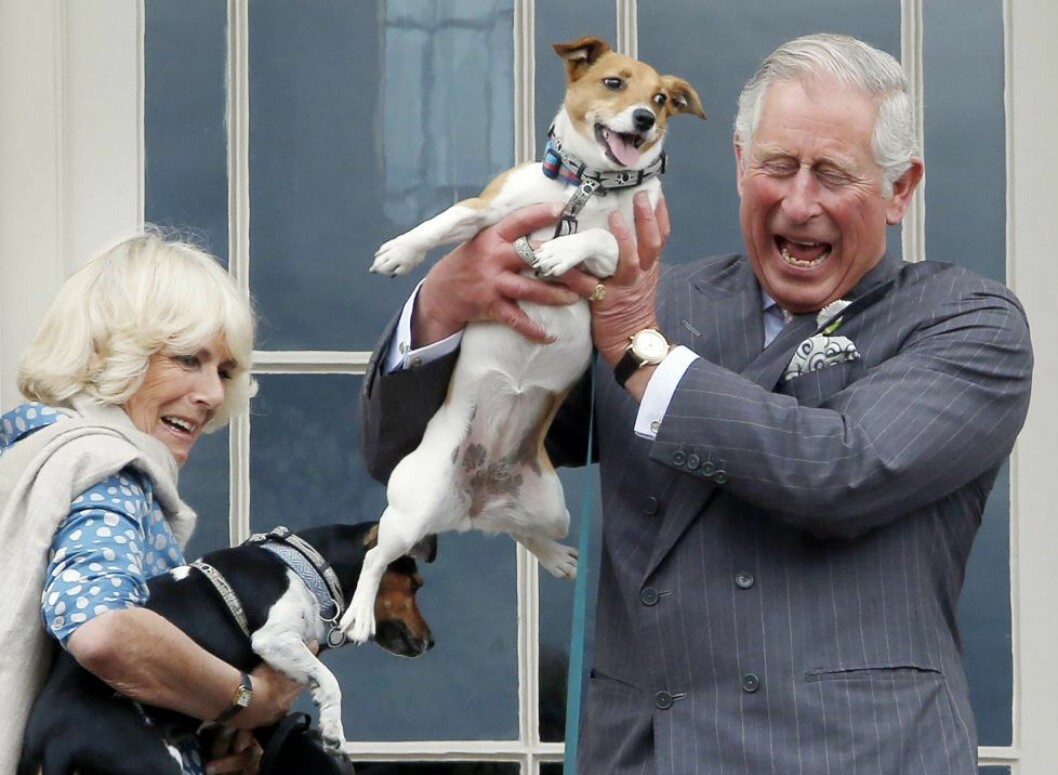 Prins Charles och Camilla på hundutställning med sina älsklingar 2015.