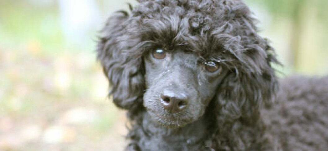 <strong>Hunden Lizzy har varit ett stort stöd för Anna.</strong> Hunden Lizzy har varit ett stort stöd för Anna.