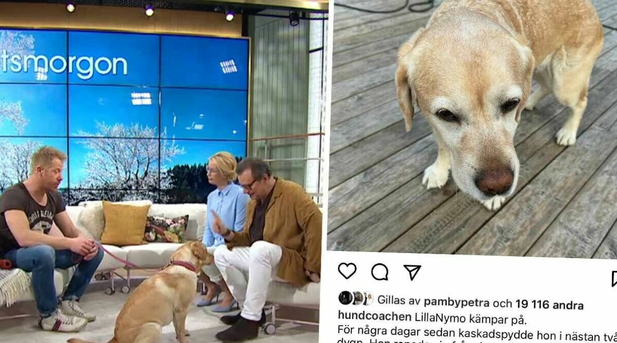 TV4-hunden LillaNymo allvarligt sjuk – hundcoachens stora oro: ”Kritiskt”