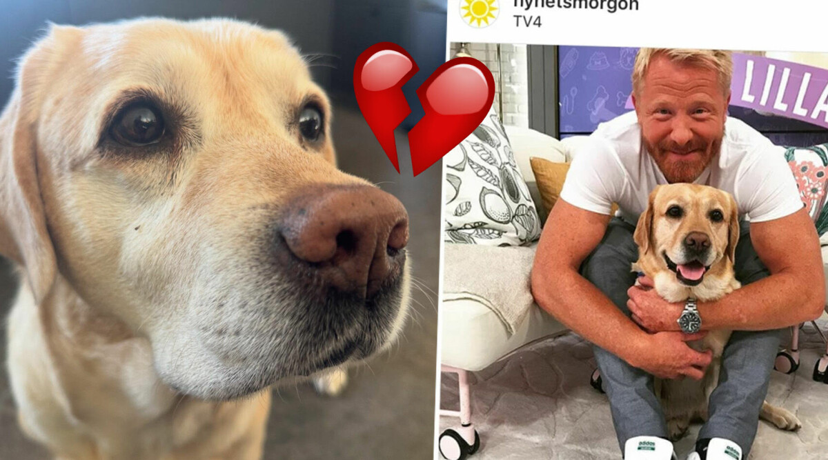 Hundcoachens hjärtskärande sorg – TV4-hunden Lilla Nymos liv går inte att rädda