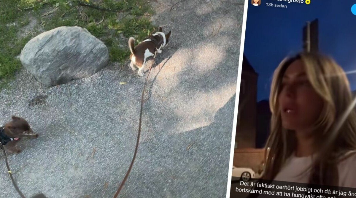 Bianca Ingrosso låser in hundarna i ett rum – trots 300 kvm: ”Dåligt samvete”