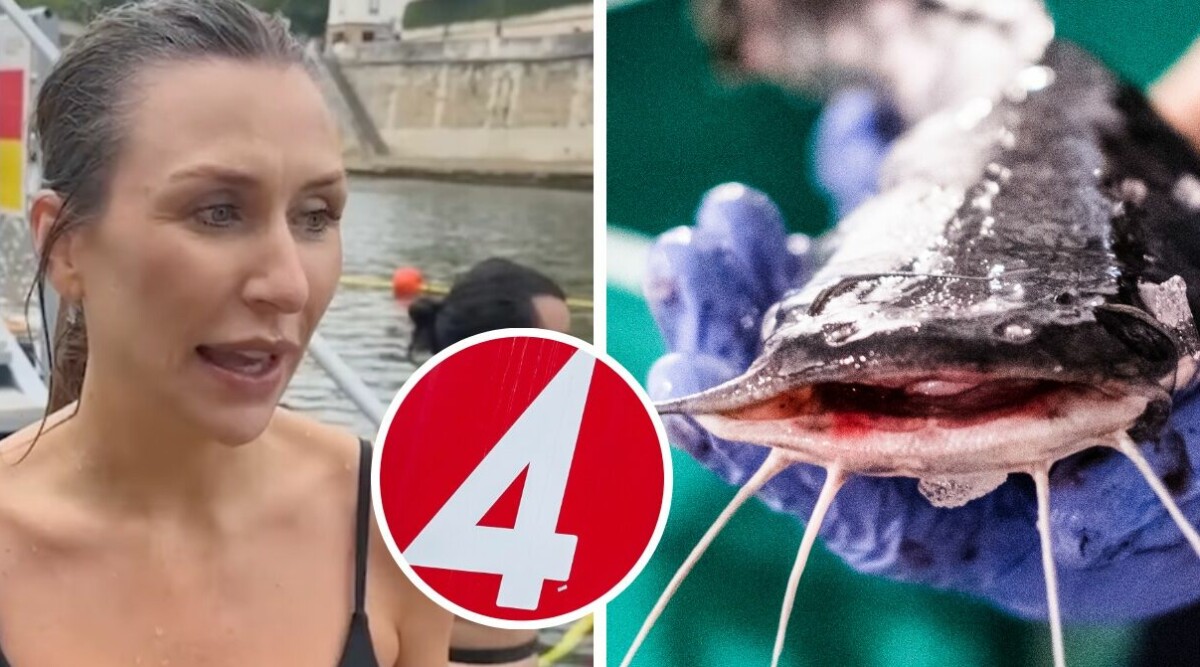 TV4-profilens otäcka simtur – bland jättemalar: ”Läskigt”