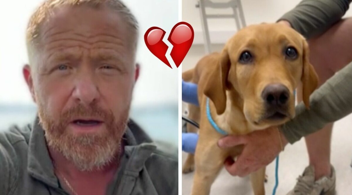JUST NU: TV4-hunden Inse på IVA efter huggormsbett: ”Kraftig, kraftigt försämrad”