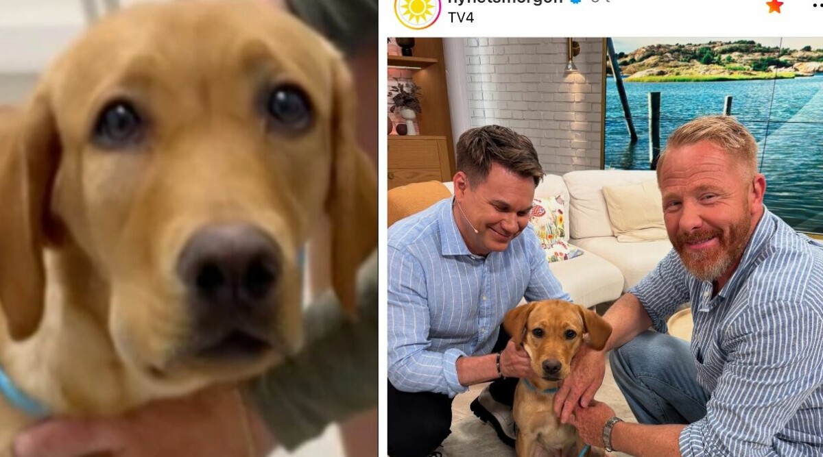 Huggorm bet Inse – nu är hon tillbaka i TV4: ”En jättejobbig vecka”