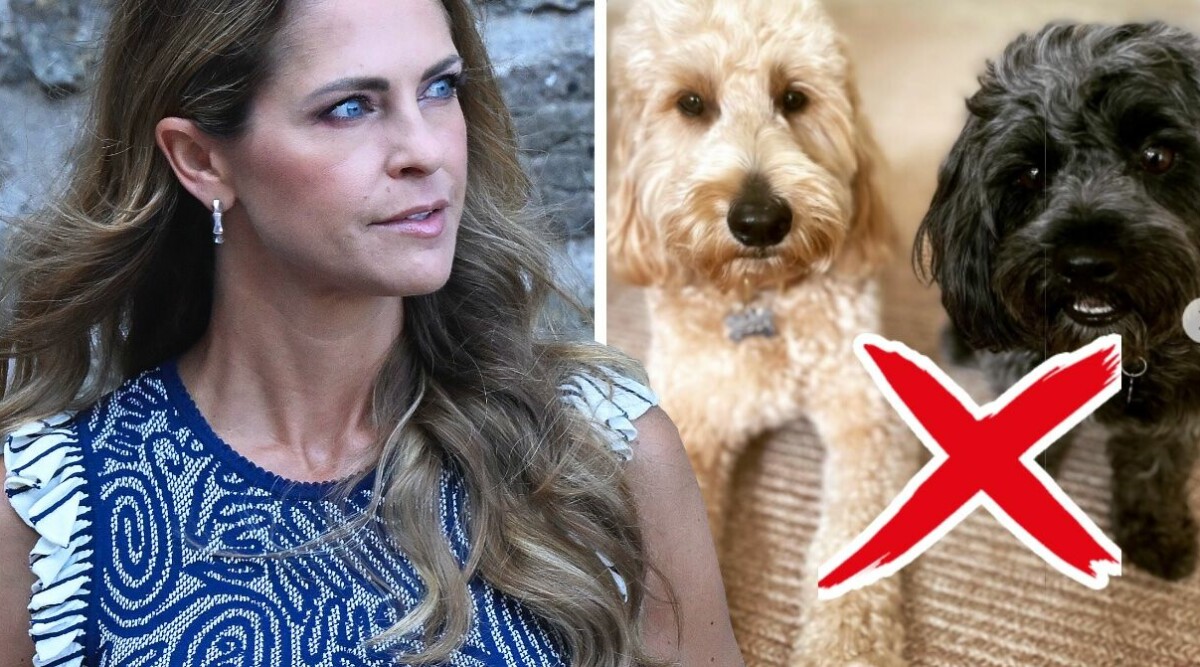 Hovet bekräftar: Detta har hänt med prinsessan Madeleines hund • Svarar efter alla frågor