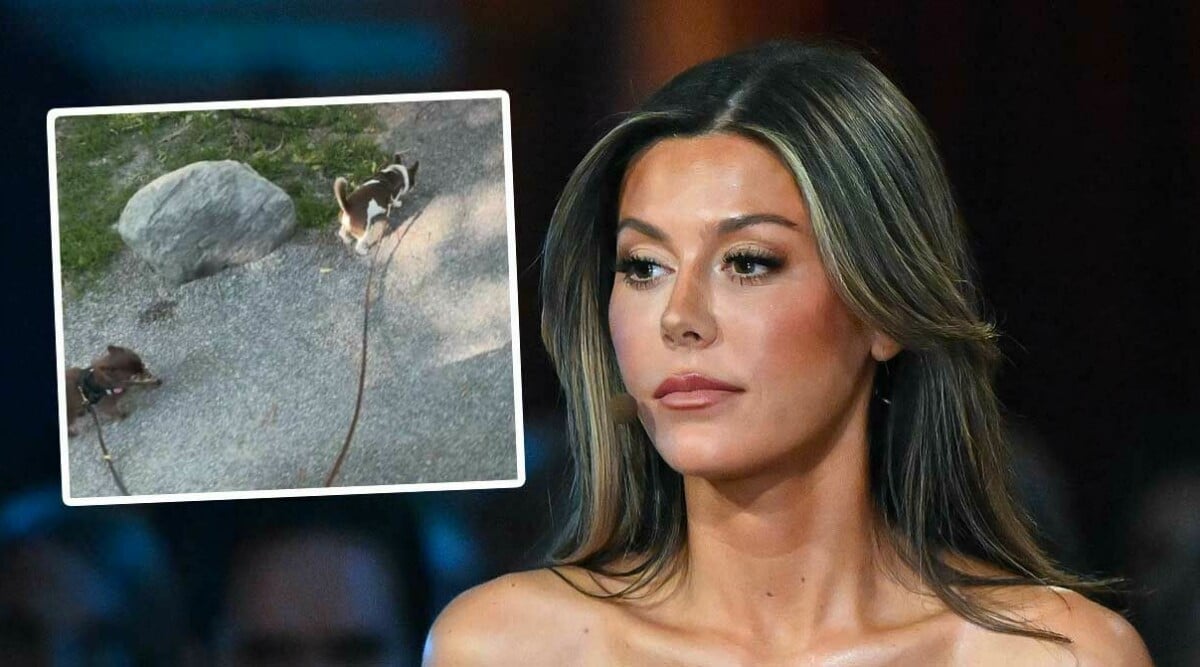Bianca Ingrossos tuffa beslut – har lämnat bort hundarna: ”Mår mycket bättre utan mig”