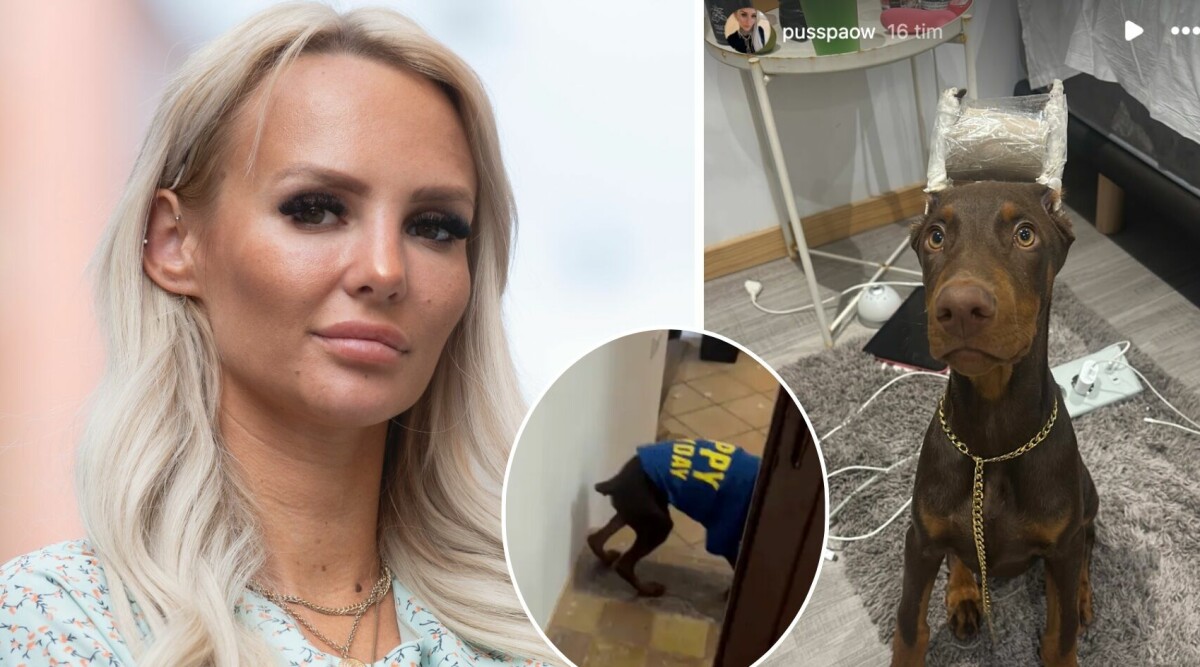 Paulina ”Paow” Danielsson har kapat valpens svans – efter hon opererat bort hundens öron