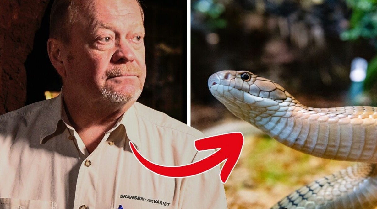 Lever Sir Väs fortfarande? Skansen-Jonas besked!