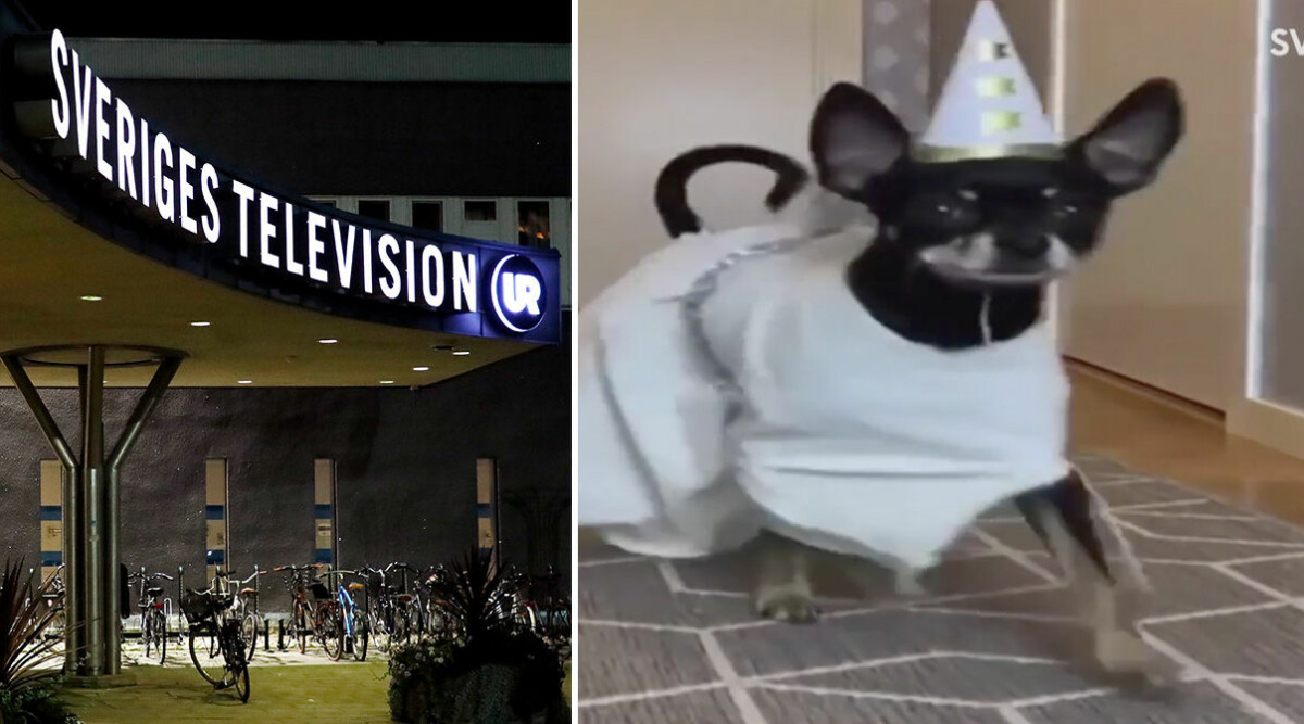 SVT-tittarnas massiva kritik efter hundarnas luciatåg: ”Osmakligt”