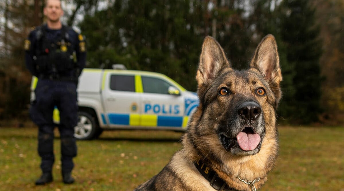 Schäfern Lundy är årets polishund efter bragden i mordutredningen