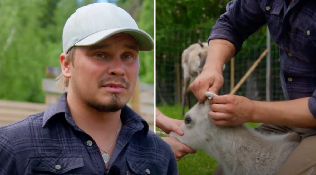 Jon-Kristas svar om renmärkningen i Bonde söker fru 2022