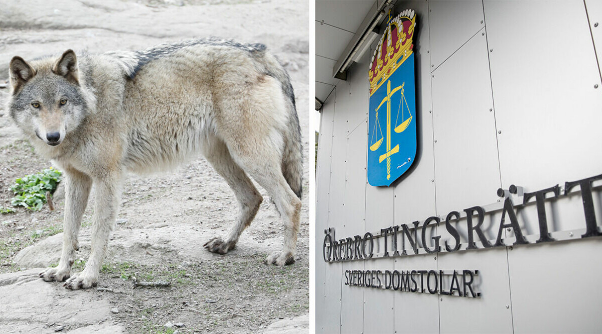 Kvinna döms för att ha försökt sälja ”varghundar” – ovanligt brott