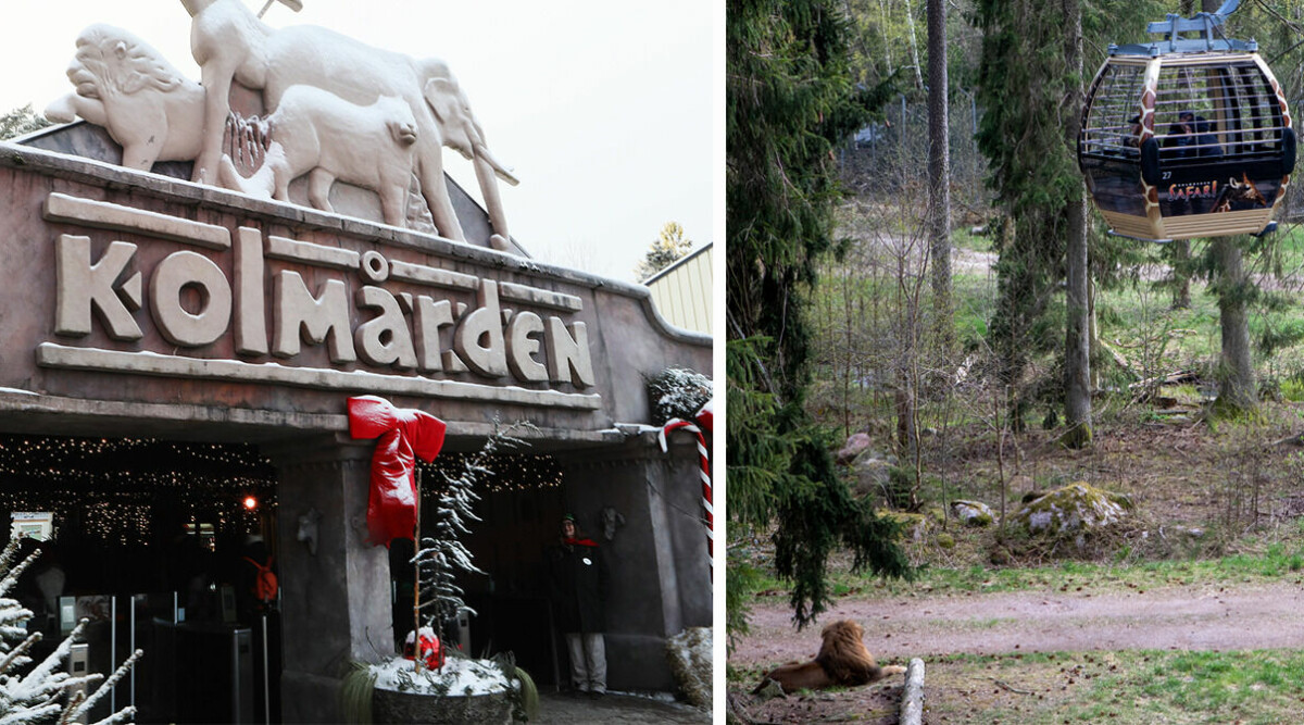 Skottdrama på Kolmården – praktikant nära att bli skjuten: ”Gick fel”