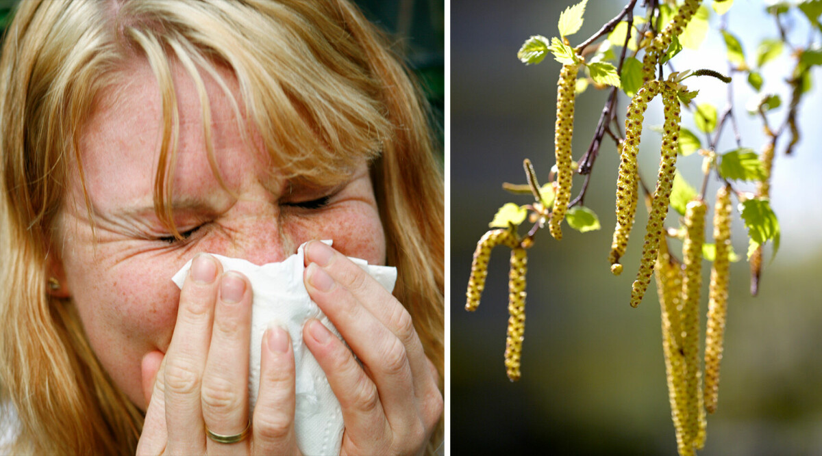 Expertens varning – tungt besked för pollenallergiker