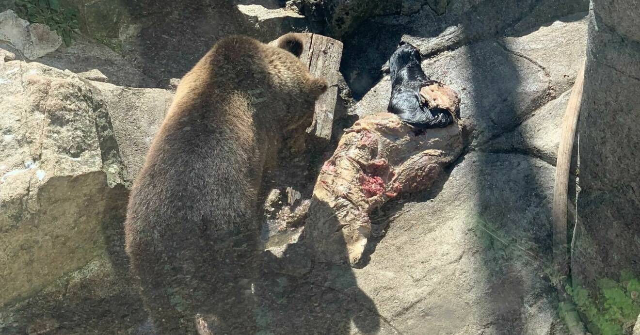 Björn äter djur på Skansen