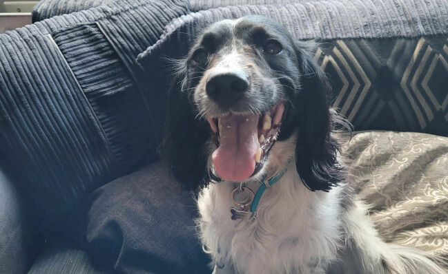Poppy tränades av organisationen Hypo Hounds innan hon flyttade in hos familjen. Polly är en fågelhund. Här sitter hon i soffan och myser.