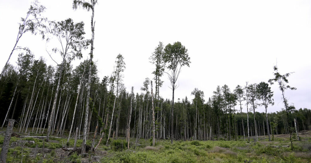 Skog.