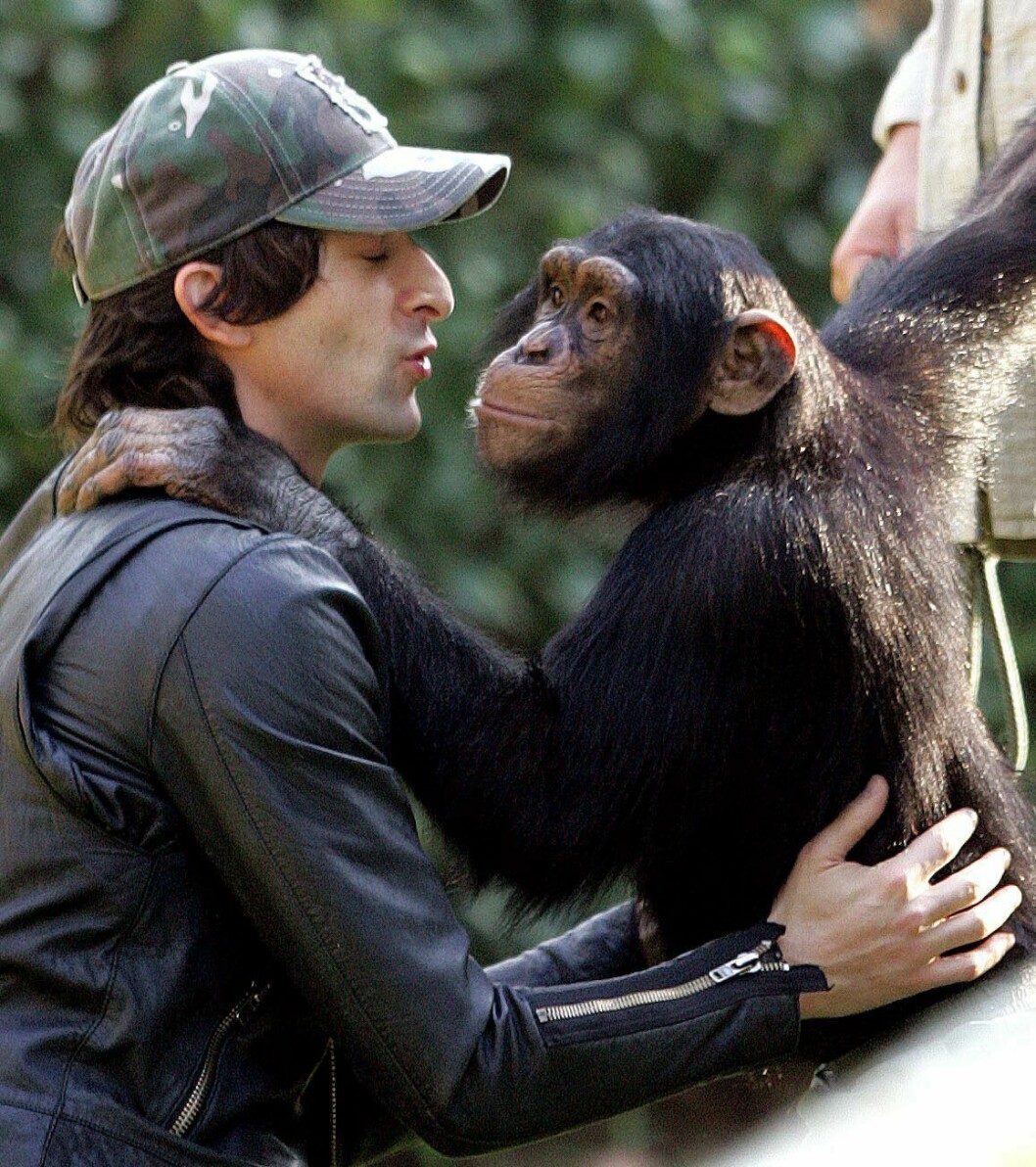 Foto: All Over Press Adrien Brody, 42, hade en stor roll i nyinspelningen av "King Kong" från 2005. Klart han gärna lät sig plåtas då han gullade med den här charmiga schimpansen i Beverly Hills i början av 2006.